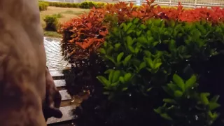 Walking naked on the busy roadside