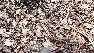 BDSM Mistress Sucking Cock Till He Pops