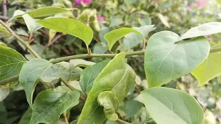 Bangla Choti Golpo Bangla Choti Hot Golpo Choti Goplo