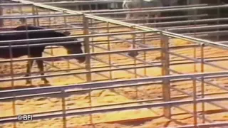 Vintage farm slave girls.