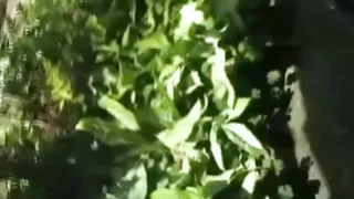 DVD Threesome with adorable babe and cum on tits