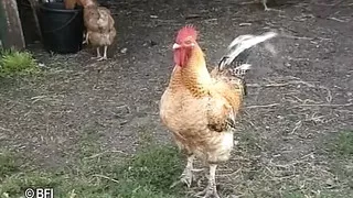 DVD - Horny sluts from Holland and Flanders