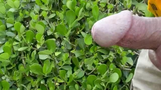 Exhibitionest In Side Yard