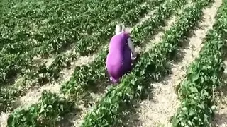 Fucking After Picking Up Strawberries