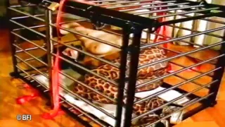 Taming the slave   NO AUDIO