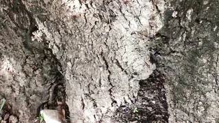 Dominican fucking and sucking under the tree