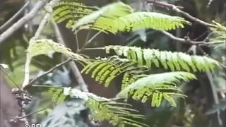 Bi-sex man and girls with shemale.