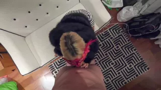 Elenaxxx Couch BJ and Bed Missionary POV and 3rd-person