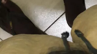 Lankan New Big Dick Cock Handjob in Toilet Master Handjob for Toilet