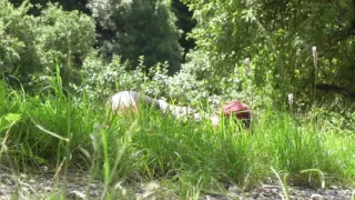 Out into nature to fuck