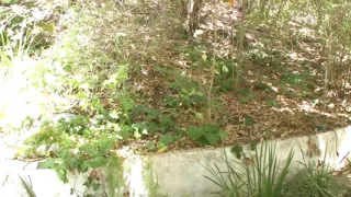 Fresh pussy Zoey Nixon a slut with brown hair gets fucked in