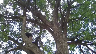 Mango tree and boy !