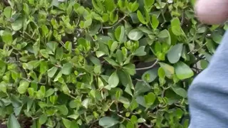 Taking My Small Penis For A Walk