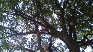 Big Mango hot boy indian