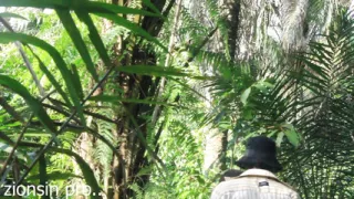 African lovers in bush fucking