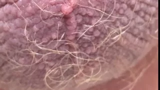 Uncut foreskin, big dick pissing compilation