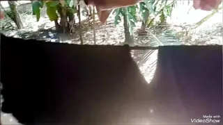 Furthermore Is Converted to the Brewery