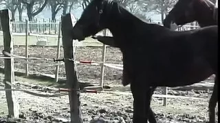 Taboo Film Classic: My Pussy Talks to You (aw)