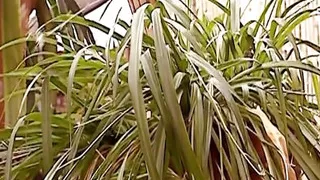 Nasty German sluts enjoying hot anal threesome and a warm creampie