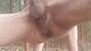 My body totally without clothes I'm with my hard dick in order to cum a lot for everyone to see, I love to show everything especially when I'm c