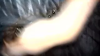 Black Pillar Skirt Colored Pany Owned Panthau Is a Pleasure