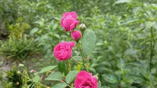 Village Hot Boy And Girl Sex Story Bangla