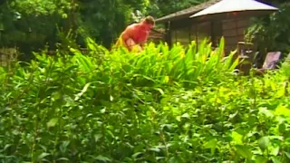 Asian Slut fucks Pornactor