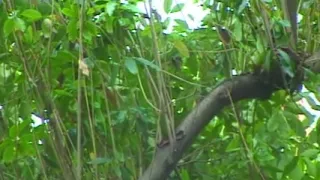 Blonde MILF's Wild Genital Device Play: Up-Close Vulva Tease and Kinky Procedure Lesbo Fun