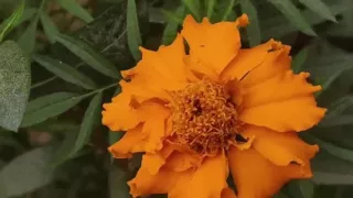 Bengali Village Sexy Girl Sex Story