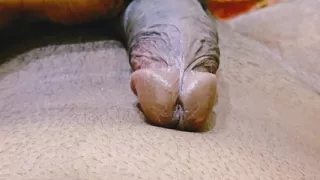 cock making hard and close up