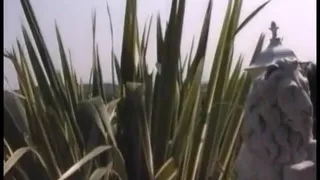 Hot Brunette MILF From Germany in Outdoor Anal Fuck