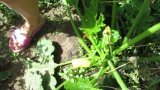 in nature from a cute lady