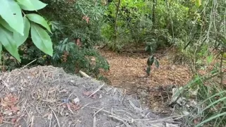 Fucking My Classmate in the Woods Until I Creampie Her Pussy