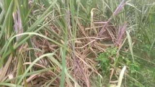 Desi Tamil 18 year old girl blowjob