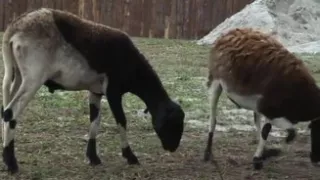 Hot guy sucking enormous dick