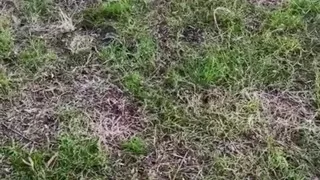 I Walk Without Panties in Nature. and I Jerk off My Excited Pussy by the Fire