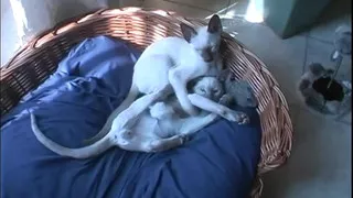 Busty Houswife Gets Anal Sex at Home (by)