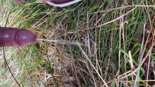 Close view of a girlcock peeing