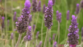 Lesben-Amateursex im Grünen