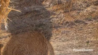 Fuck in the wild, we almost got caught! He covered me in