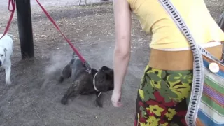 Scandinavian bang masters - Fucking sexy bangers