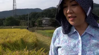 M979G06 Assault shooting of a mature woman while harvesting rice! A naïve country mature woman in her 60s who decided to appear in AV at her husband's request has shameless sexual intercourse!