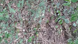 We fuck in the woods so no one knows we're lesbians