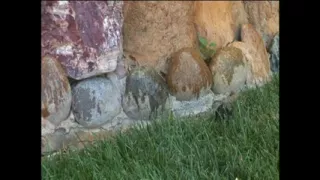 Hawaiian Honey Hotness - Episode 8