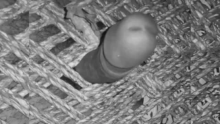 Young Indian Boy Showing his Hard Dick.