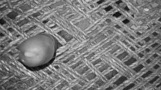 Hot Indian Gay Cumshot Compilation Video.