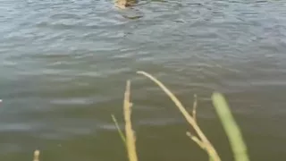 Trans girl swimming in the lake in blue sport dress. Wetllok trans girl wet.