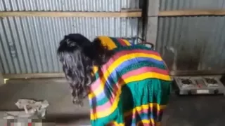 Bengali Boudi Big Ass