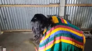 Bengali Boudi Big Ass