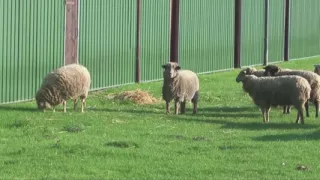 German big boobs GilfMilf